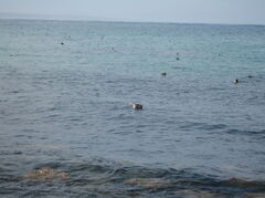 IMG_0868.JPG